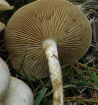Gills and stem of Pholiota gummosa