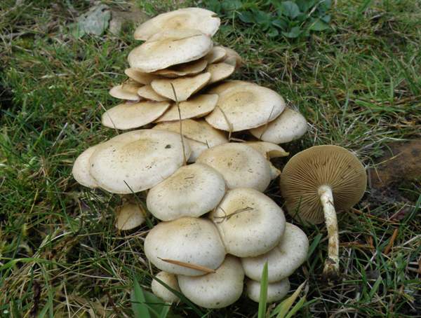 Pholiota gummosa - Sticky Scalycap, in southern France
