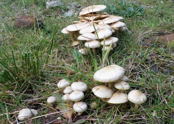 Pholiota gummosa - Sticky Scalycap, in France