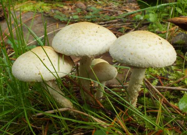 Pholiota gummosa, central France
