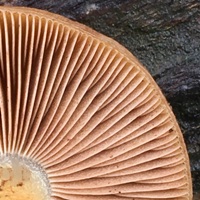 Gills of Pholiota lubrica