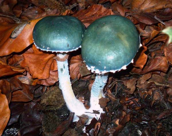 Stropharia caerulea - Blue Roundhead