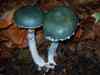Stropharia aeruginosa, Verdigris Roundhead