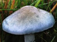 Cap of Stropharia aeruginosa