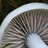 Gills of Stropharia aeruginosa