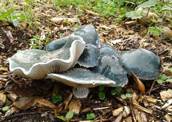 Stropharia aeruginosa, Wales