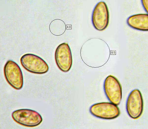 Spores of Stropharia caerulea