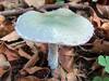 Stropharia caerulea, Blue Roundhead