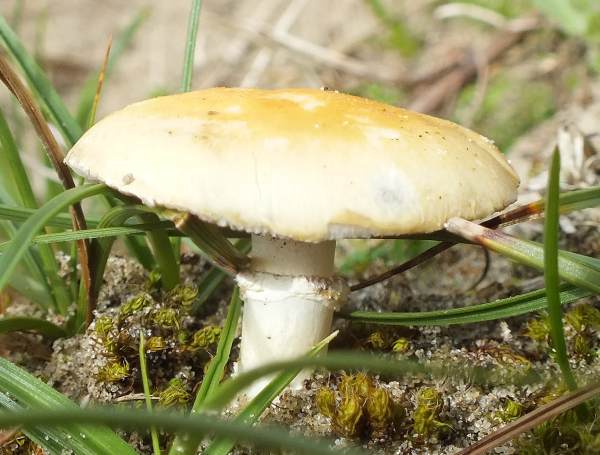 A Garland Roundhead found in farmland in France