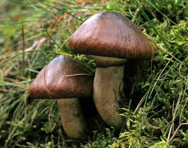 Stropharia hornemannii - Conifer Roundhead