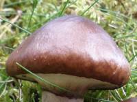 Cap of Stropharia hornemannii