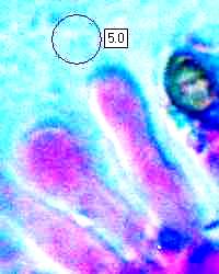Cheilocystidia of Stropharia pseudocyanea