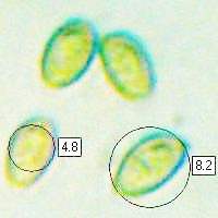 Spores of Stropharia pseudocyanea