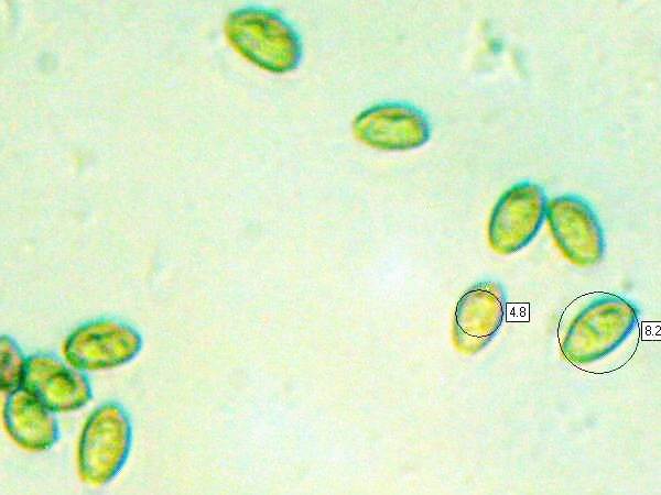 Spores of Stropharia pseudocyanea