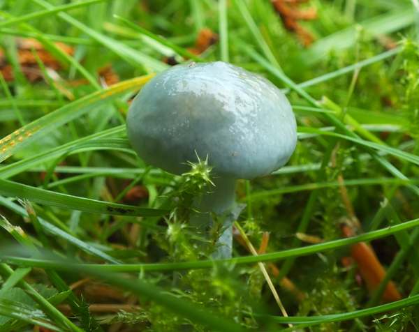Stropharia pseudocyanea - Peppery Roundhead