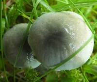 Cap of Stropharia pseudocyanea