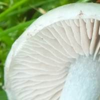Gills of Stropharia pseudocyanea
