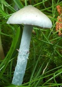 Stem of Stropharia pseudocyanea