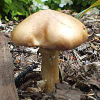 Cap of Stropharia rugosoannulata, Wine Roundhead