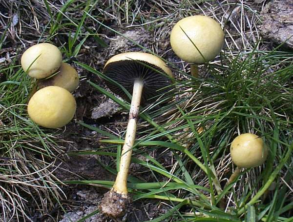 Stropharia semiglobata - Dung Roundhead, Wales UK