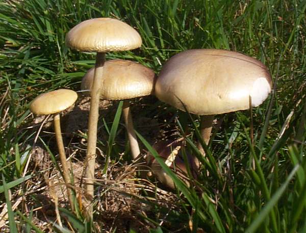 Stropharia semiglobata - Dung Roundhead