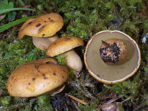 Suillus bovinus - Bovine Bolete, or Jersey Cow Bolete, Ireland