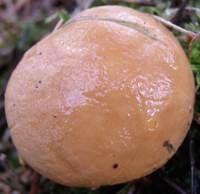 Cap of Suillus bovinus