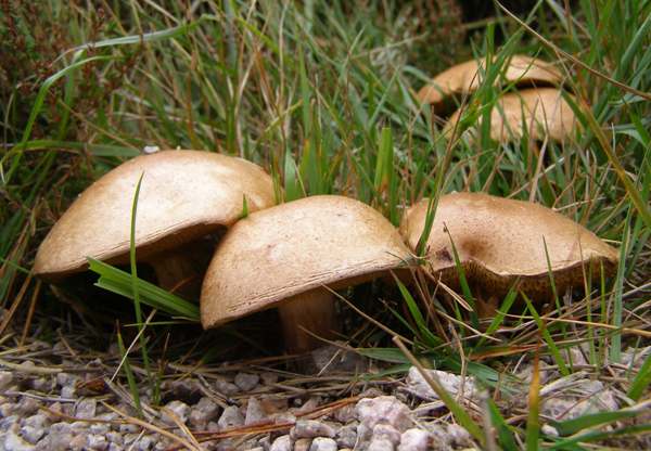 A group of Bovine Boletes, Algarve, southern Scotland