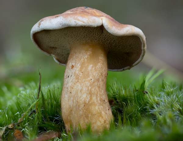 Suillus bovinus, Hampshire UK