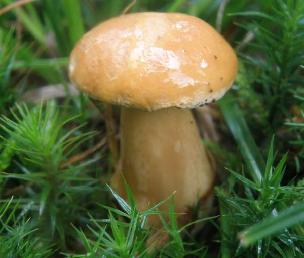 Suillus bovinus - Bovine Bolete, or Jersey Cow Bolete, England