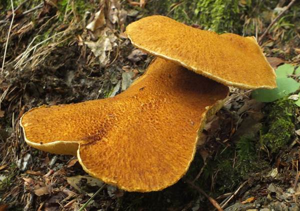 Suillus cavipes, Hollow Bolete