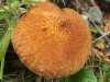 Suillus cavipes