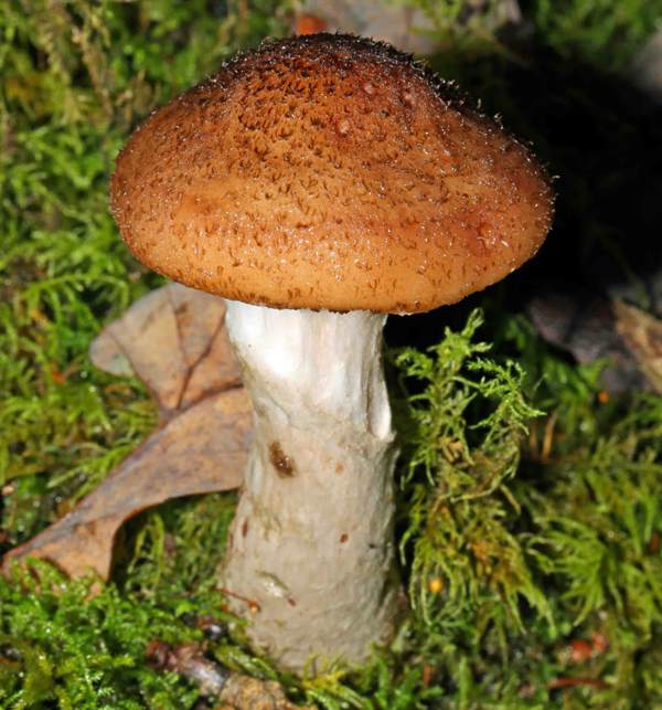 Suillus cavipes, Hollow Bolete, England