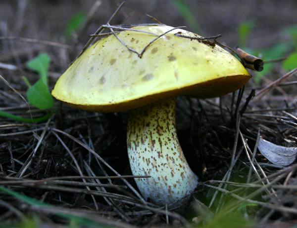 Suillus collinitus