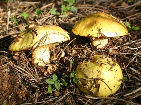 Suillus collinitus, mature fruitbody