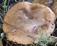 Cap of Suillus collinitus