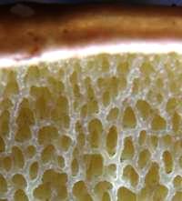 Pores of Suillus collinitus