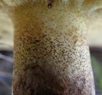 Stem of Suillus collinitus