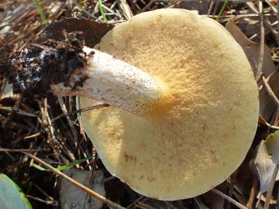 Suillus collinitus, mature fruitbody