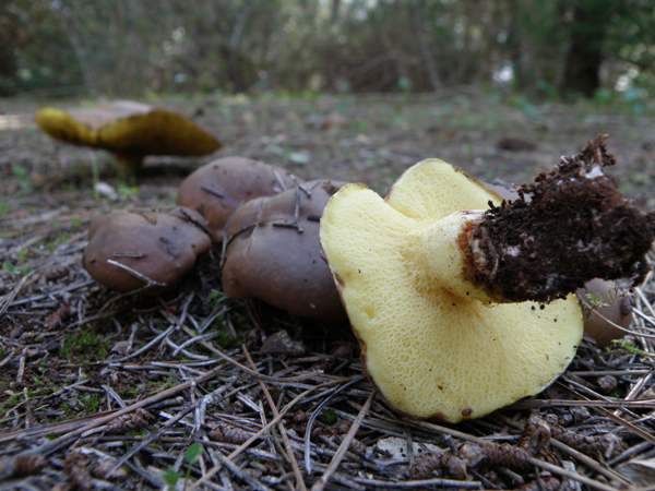 Suillus collinitus, Algarve, southern Portugal