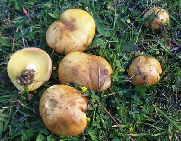 Suillus granulatus - Weeping Bolete