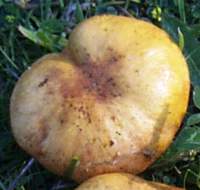 Cap of Suillus granulatus