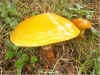Suillus grevillei, Larch Bolete