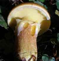 Pores and stem of Suillus grevillei