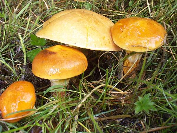 Suillus grevillei often produces lines or arcs of several fruitbodies