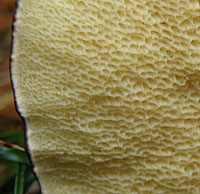 Pores of Suillus luteus