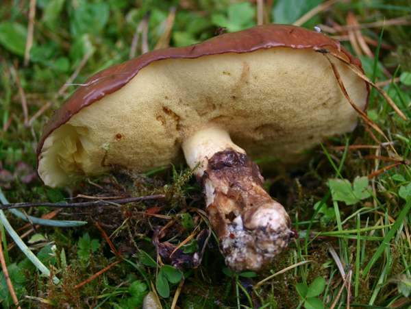 Suillus luteus in wet weather