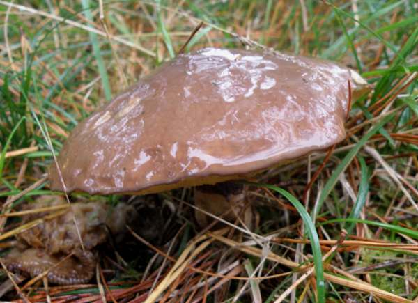 Suillus luteus in wet weather, Scotland