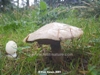 Suillus placidus