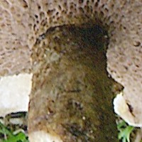 Stem of Suillus placidus